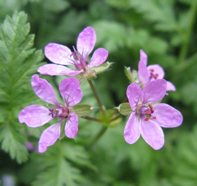 Geranium robertianum?  No, Erodium cicutarium